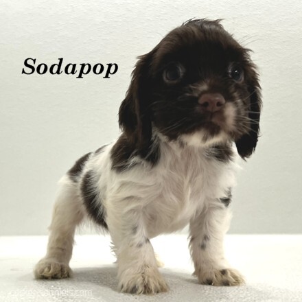 puppy, for, sale, Cocker Spaniel, Joe & Cherri  Overlease, dog, breeder, Miller, MO, dog-breeder, puppy-for-sale, forsale, nearby, find, puppyfind, locator, puppylocator, aca